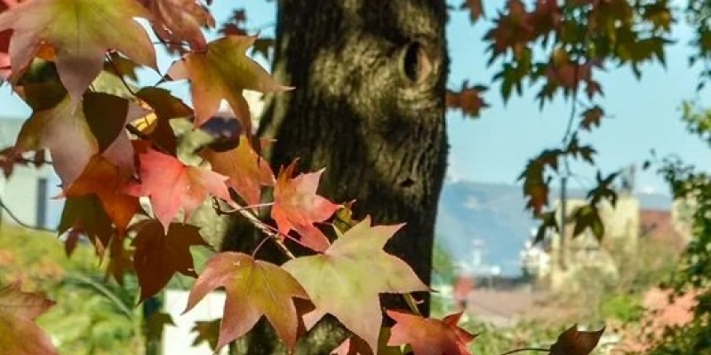 Árvore durante o outono em Porto Alegre - Sergio Louruz/SMAMUS/PMPA