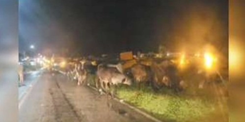 Gado na pista entre Boa Ventura e Itaporanga - Reprodução