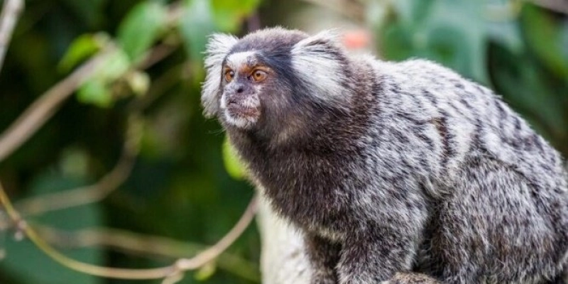 Sagui - Imagem ilustrativa