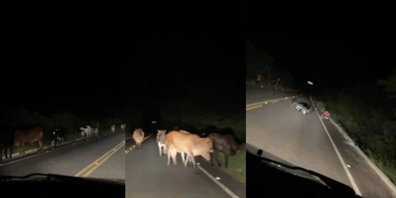 Animais soltos na pista causam acidentes - Redes Sociais