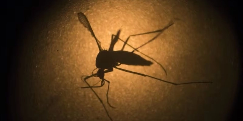 O Aedes aegypti, o mosquito transmissor da dengue, visto através de microscópio eletrônico na Fiocruz Pernambuco - AP Photo/Felipe Dana