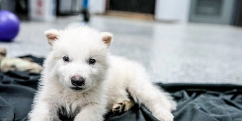 Filhote de lobo-terrível foi criado por cães domésticos usados como mães de aluguel - Reprodução/colossal.com