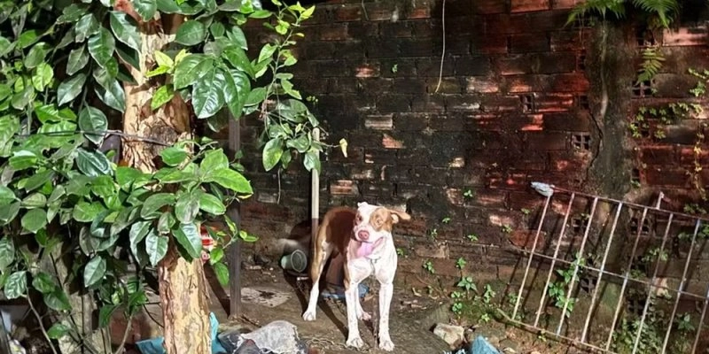 Pitbull que atacou bebê de 3 meses no Grande Recife - Reprodução/WhatsApp