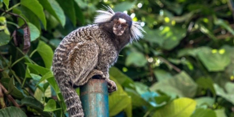 Sagui-de-tufos-brancos (Callithrix jacchus) - Alf Ribeiro / Shutterstock.com