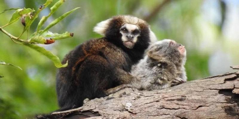 Sagui-da-serra-escuro (Callithrix aurita) é um dos primatas mais ameaçados do mundo - Daniela Maia / iNaturalist