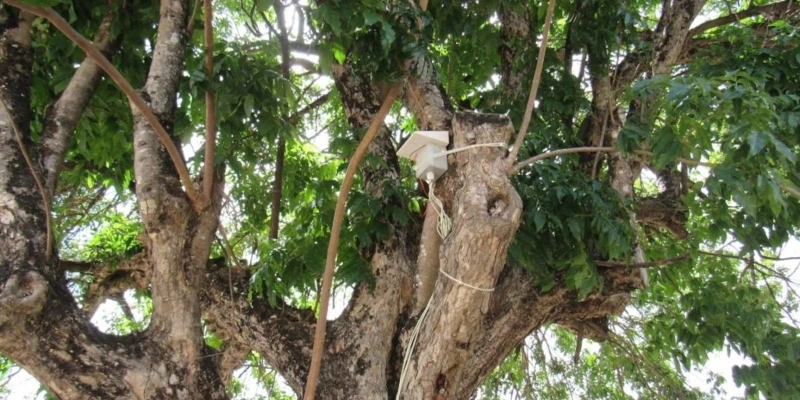 Árvore inteligente da UFPB prevê incêndios e mede clima em tempo real - Portal Correio