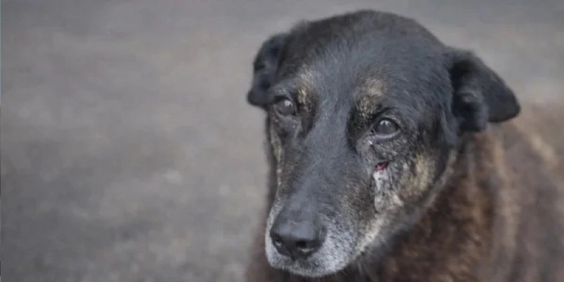 Cão Orelha - Redes Sociais