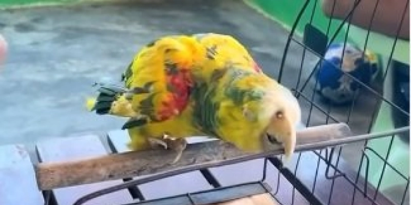 Papagaio que pertenceu a Frei Damião segue vivo com mais de 80 anos na Paraíba - Instagram