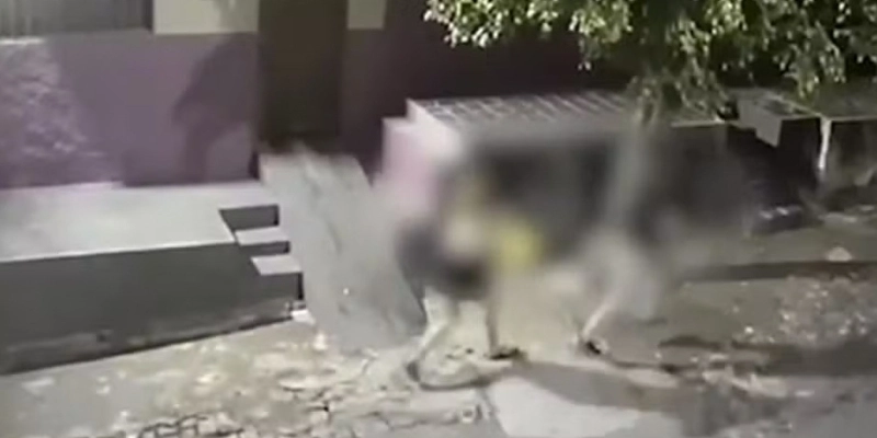 Agressão na madrugada desta quarta-feira (18) foi registrada por câmera de segurança - Reprodução/TV Paraíba