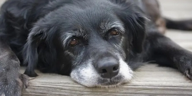Paraíba realiza Dia D de Cuidados para pets idosos no Fevereiro Roxo - Reprodução