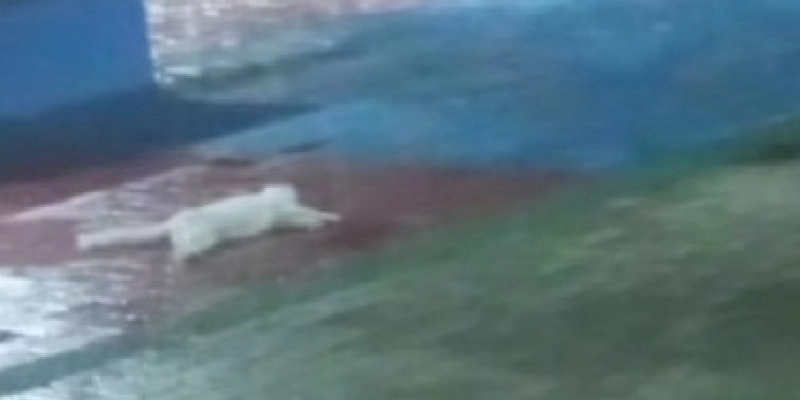  - Reprodução/Redes socais