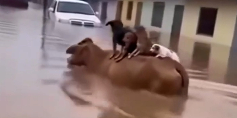 Vídeo de vaca carregando cachorros em enchente foi criado com IA - Reprodução