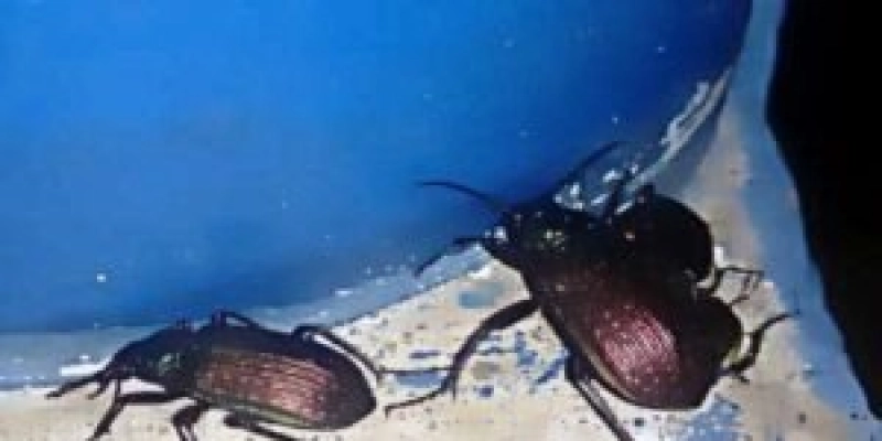 Besouros carocha - Reprodução