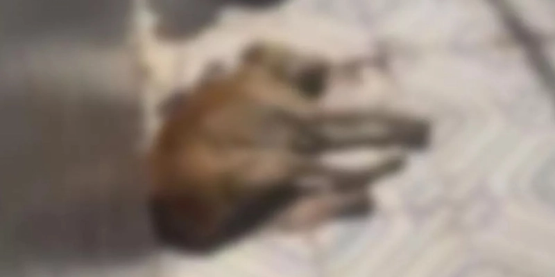 Idoso é preso após matar o próprio cachorro com barra de ferro no Sertão da Paraíba - Reprodução