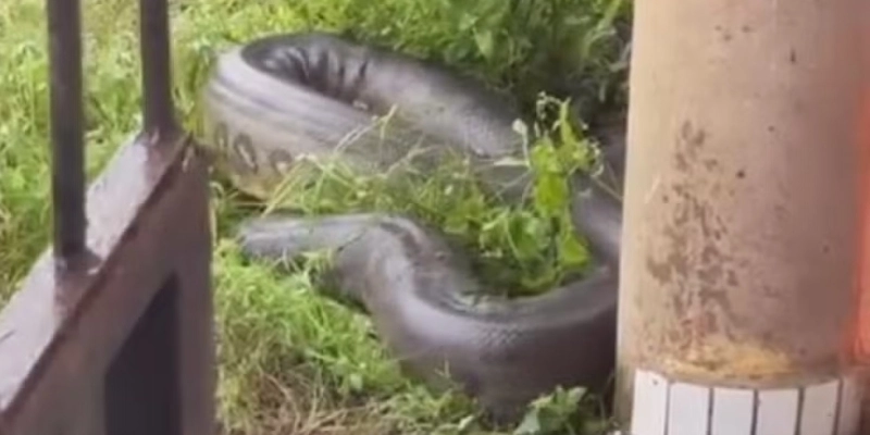 Cobra gigante é encontrada em Barcarena, no Pará. - Reprodução / TV Liberal