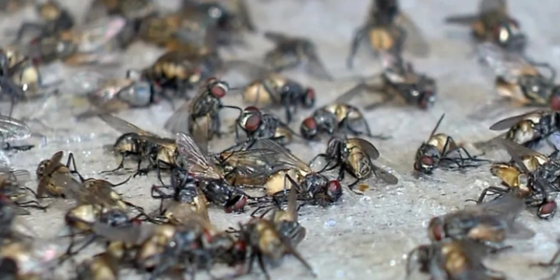 Virose da mosca’: UPA e Hospital Regional de Sousa, na PB, registram aumento de atendimentos por infecções - Reprodução EPTV