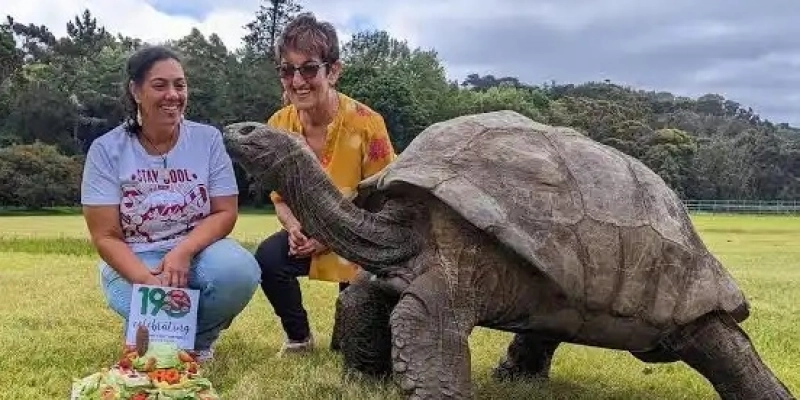 Cuidador nega morte da tartaruga Jonathan e animal mais velho do mundo segue vivo aos 193 anos - Instagram / guinnessworldrecords