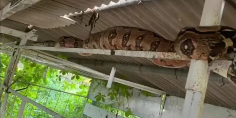Jiboia de três metros é encontrada em granja na zona rural de Itaporanga - Folha do Vale
