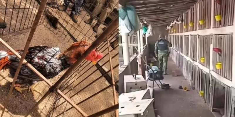 Operação integrada prende homem e desarticula rinha de galos no Sertão da Paraíba - Polícia Militar