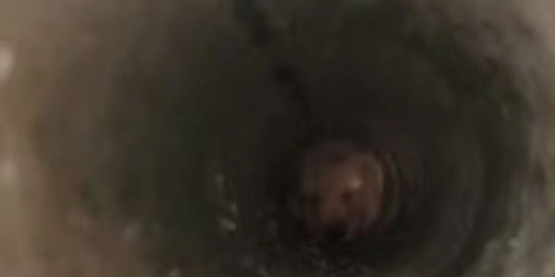 Cachorro é resgatado após cair em tubulação no Sertão da PB - Reprodução