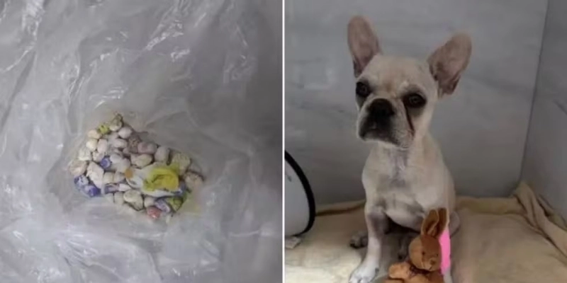 Filhote de buldogue francês ingeriu mais de 50 pedras de crack - Polícia Militar/Divulgação/Reprodução/Redes sociais