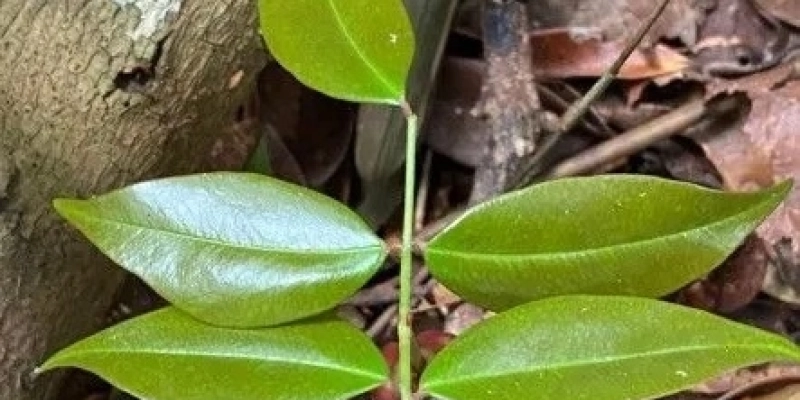 Geovane Siqueira/iNaturalist - Substância ainda pode contribuir para regular a resposta imune do paciente infectado