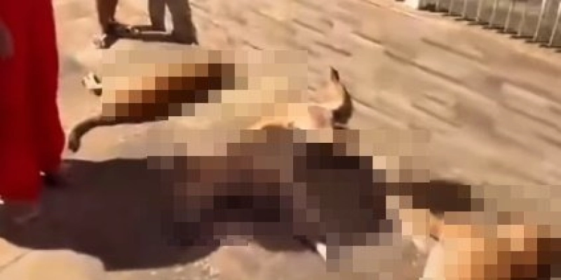 População denuncia massacre de animais no Sertão da Paraíba - Redes Sociais