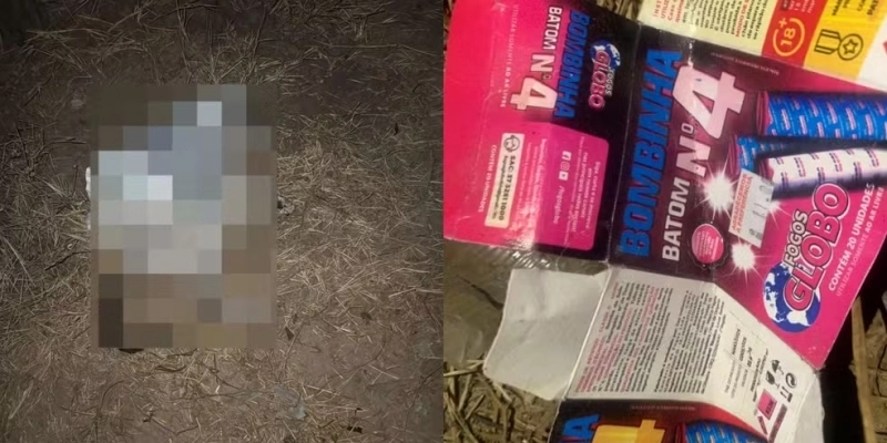 Registros do gato morto e da caixa de explosivos foram feitos por representante da causa animal - Reprodução
