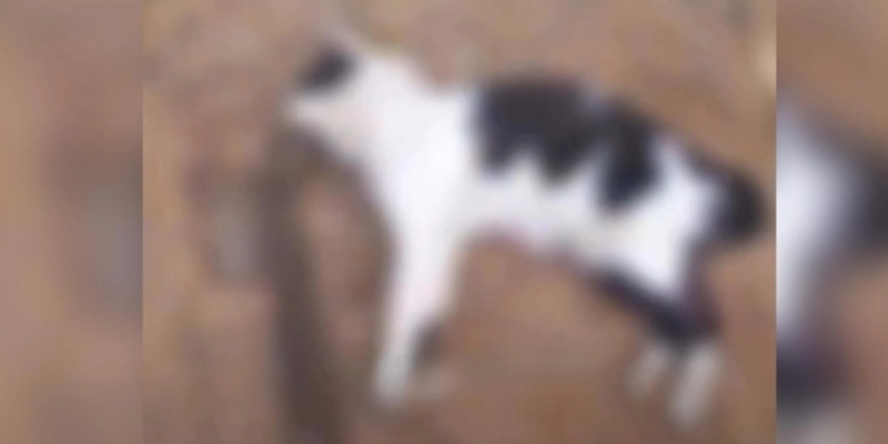 Suspeito foi identificado após a divulgação de um vídeo em que aparece afirmando ter matado um gato a pauladas. - Reprodução
