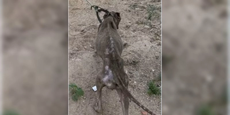 Homem é preso suspeito de maus-tratos contra cachorro - Reprodução - TV Paraíba