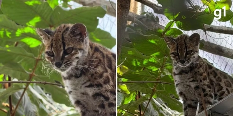 Professor de universidade do RS descobre nova espécie de felino selvagem - Paola Nogales-Ascarrunz