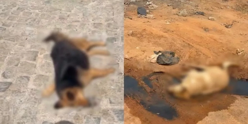 Teixeira registra novas mortes de cães com suspeita de envenenamento - Foto- Reprodução 