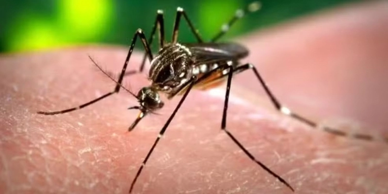 Aedes aegypti, transmissor da dengue - MS/Divulgação