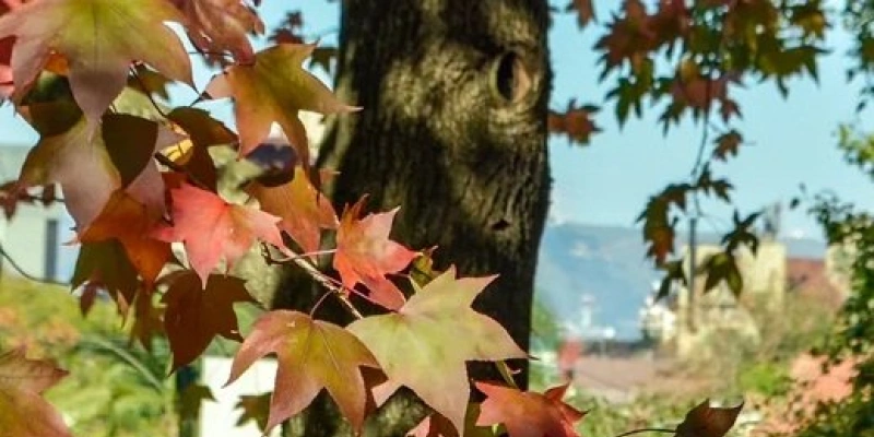 Árvore durante o outono em Porto Alegre - Sergio Louruz/SMAMUS/PMPA