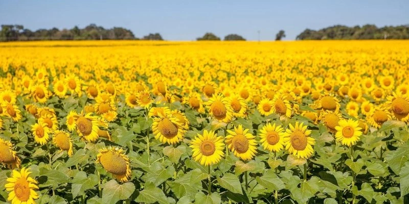  - Fredox Carvalo/Agência Cora Coralina de Notícias