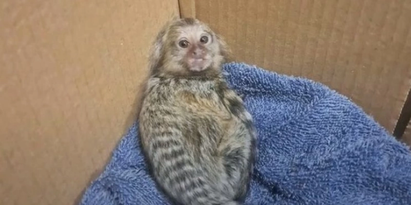  - Reprodução/ Redes Sociais