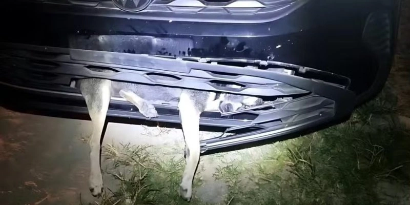  - Corpo de Bombeiros