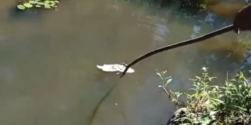 Peixes são encontrados mortos no rio Piancó, em Conceição - Redes sociais