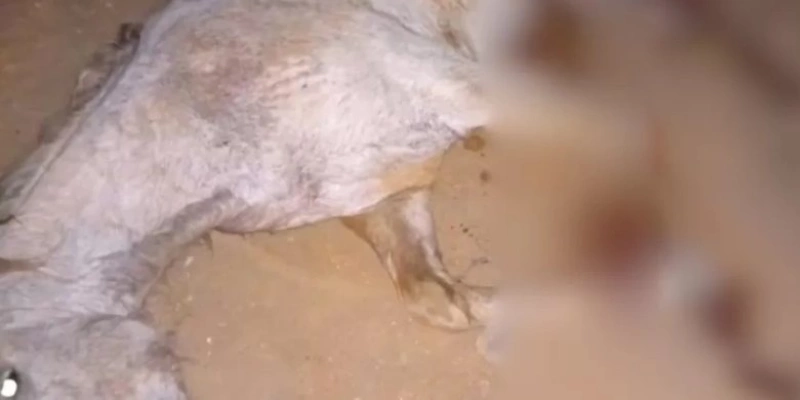 Cavalo teve as quatro patas cortadas em caso de maus-tratos em Bananal, no interior de SP - Reprodução/Redes sociais
