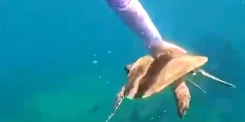 ICMBio informa que animais, como tartaruga-marinha, não deve ser tocada - Reprodução/Instagram