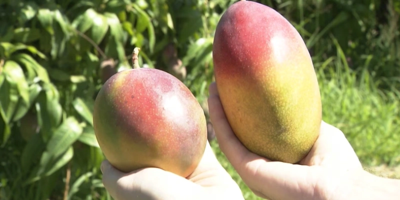 Apesar do tarifaço, exportações de frutas brasileiras para os EUA crescem 16,3% - Reprodução/Record News