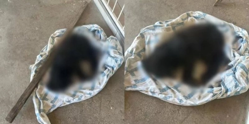 Homem é preso em flagrante por matar cachorro do vizinho a pauladas no Sertão da Paraíba - Polícia Civil