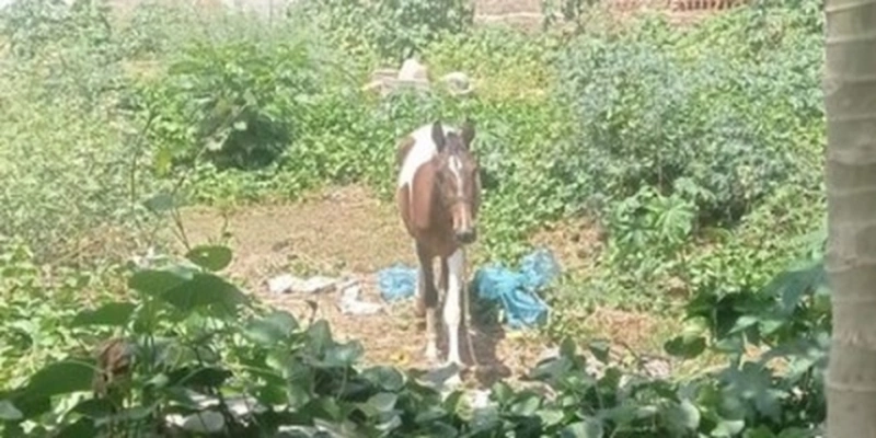 Polícia prende dupla por furto de cavalo em Patos - Reprodução/ PCPB