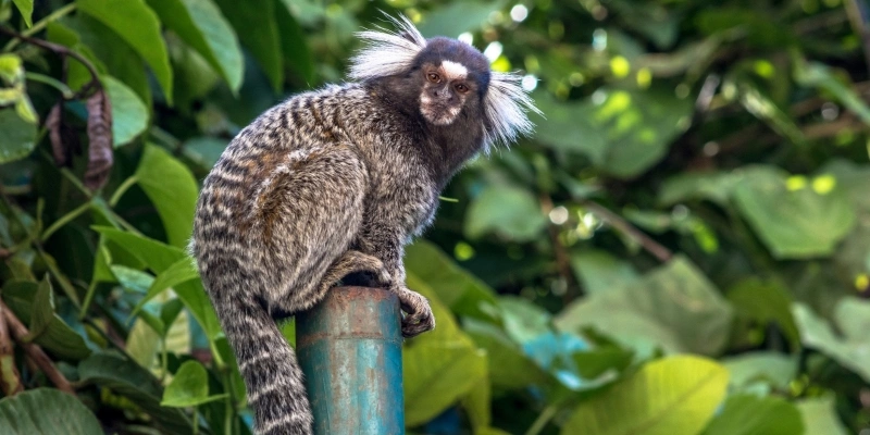 O Sagui é uma espécie de primata comum em várias regiões do Brasil - Alf Ribeiro / Shutterstock.com