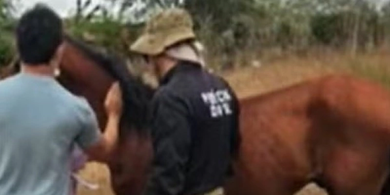 Cavalo que se acidentou após não suportar peso de carroça, em Campina Grande, foi resgatado - TV Paraíba/Reprodução