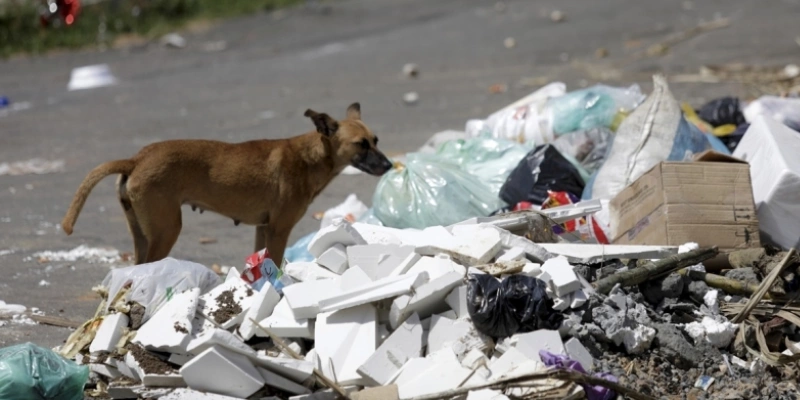 Cachorrinha procurando alimento no lixo - Joa_Souza/;Getty Images
