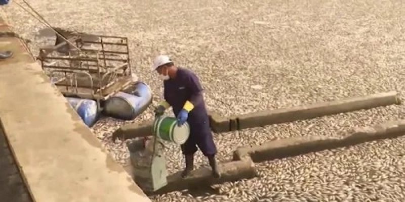 Trabalhador retirando peixes mortos do açude - Reprodução